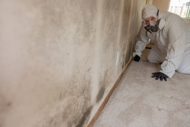 Best Basement Mold Removal  in Bowdon, GA